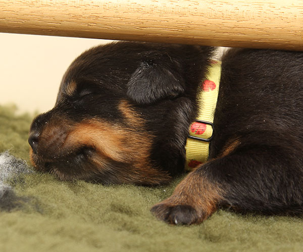 a2-nest week 2 pupfoto 2w