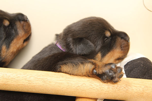 a2-nest week 2 pupfoto 2z