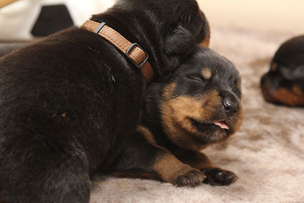 a2-nest week 2 pupfoto 2za