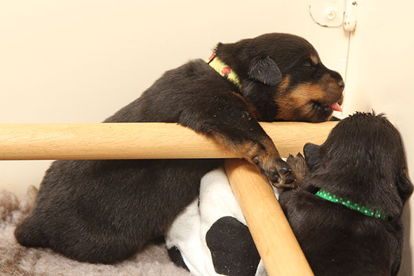 a2-nest week 2 pupfoto 2zb