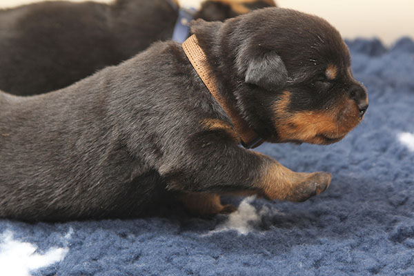 a2-nest week 2 pupfoto 2ze