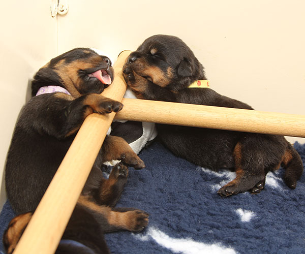 a2-nest week 2 pupfoto 2zi