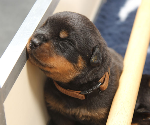 a2-nest week 2 pupfoto 2zj