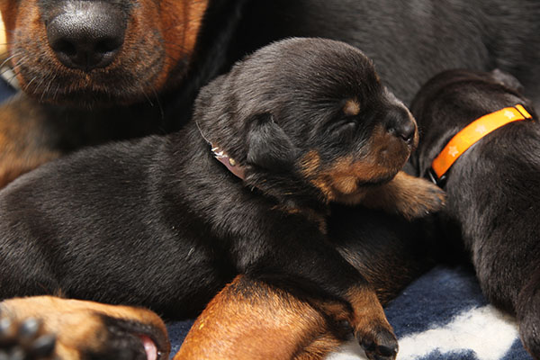 a2-nest week 2 pupfoto 2zm