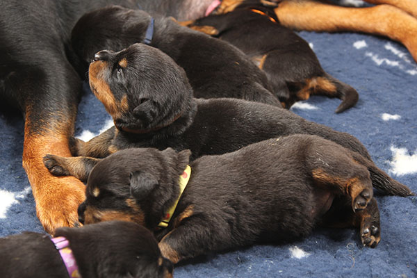 a2-nest week 2 pupfoto 2zn