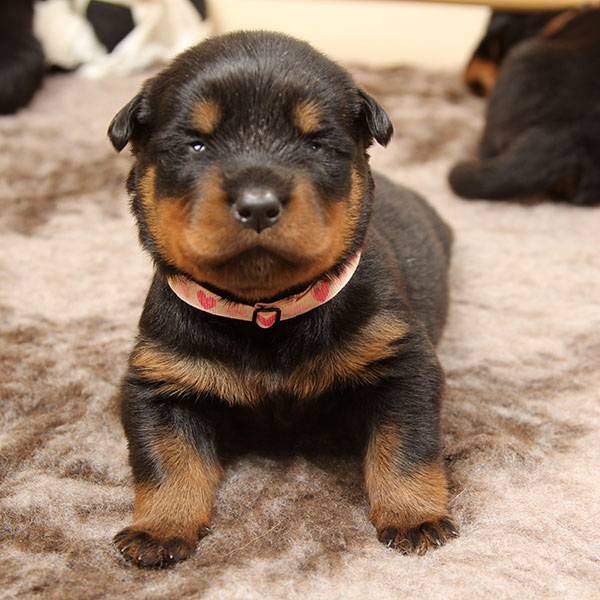 a2-nest week 3 pupfoto 3a