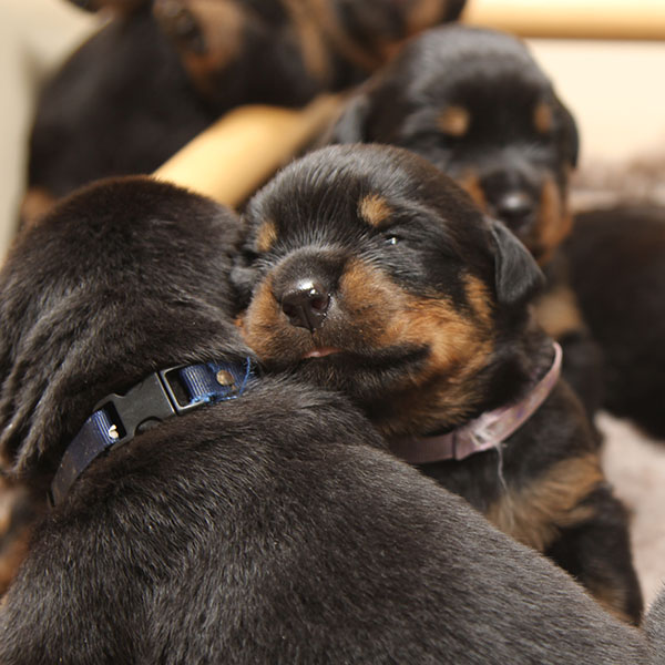 a2-nest week 3 pupfoto 3b