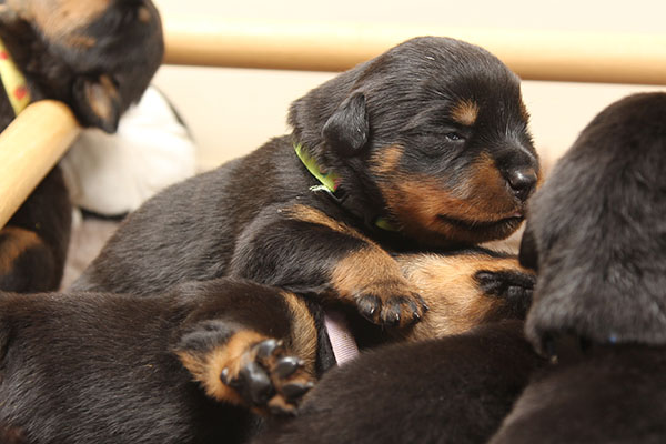 a2-nest week 3 pupfoto 3c