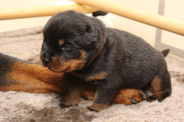 a2-nest week 3 pupfoto 3d