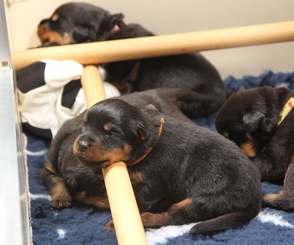 a2-nest week 3 pupfoto 3e