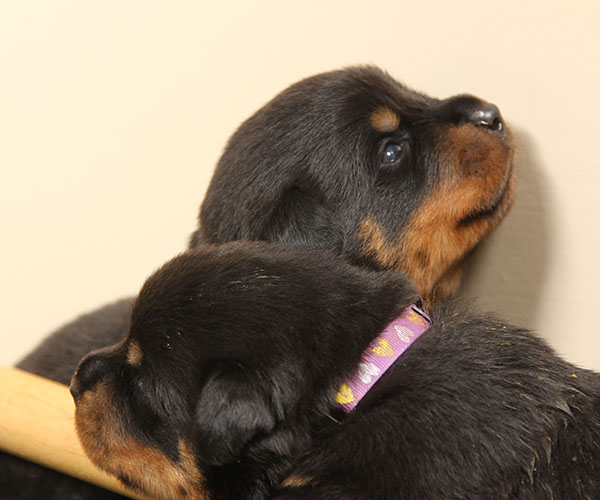 a2-nest week 3 pupfoto 3f