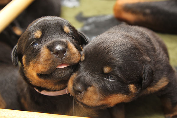 a2-nest week 3 pupfoto 3g