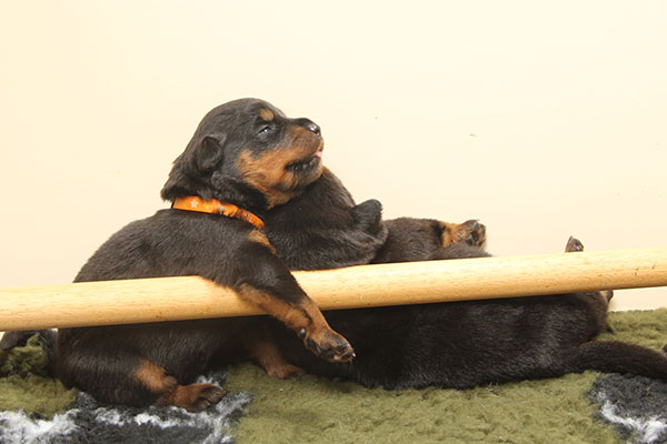 a2-nest week 3 pupfoto 3h