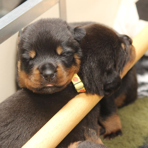 a2-nest week 3 pupfoto 3l