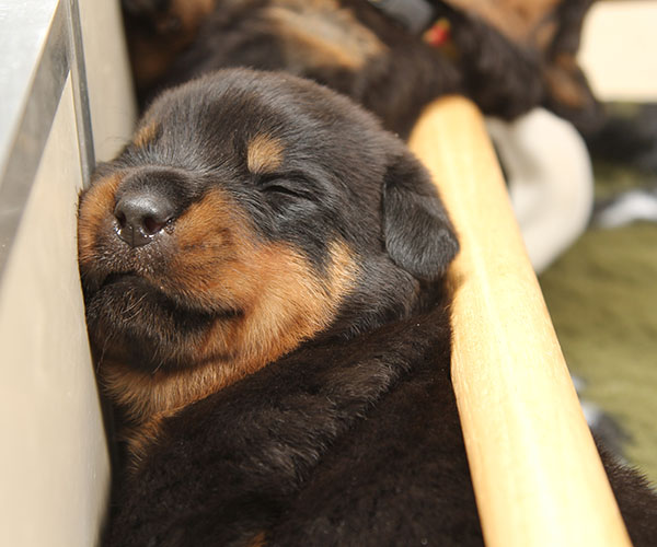 a2-nest week 3 pupfoto 3m