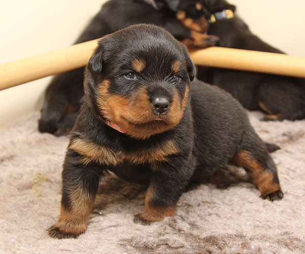 a2-nest week 3 pupfoto 3n