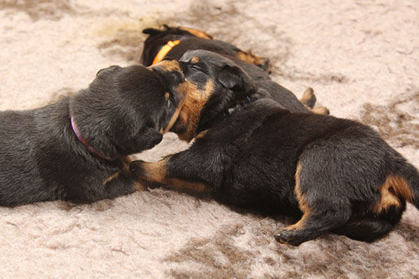 a2-nest week 3 pupfoto 3p