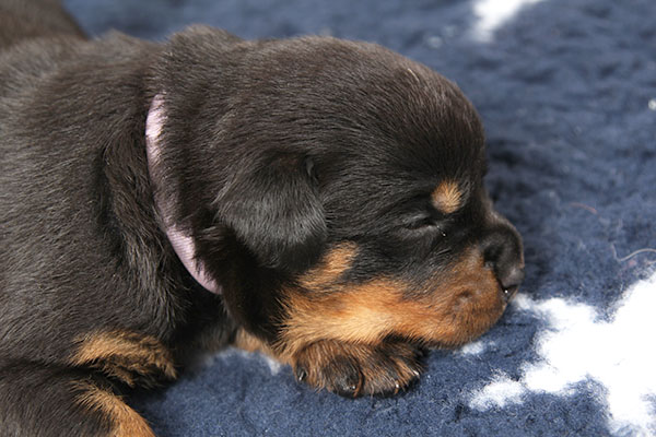 a2-nest week 3 pupfoto 3u