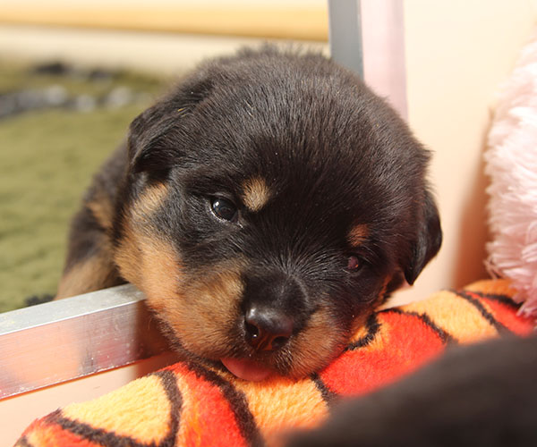 a2-nest week 3 pupfoto 3w