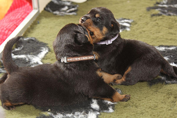 a2-nest week 3 pupfoto 3zb