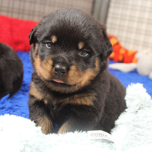 a2-nest week 3 pupfoto 3zf