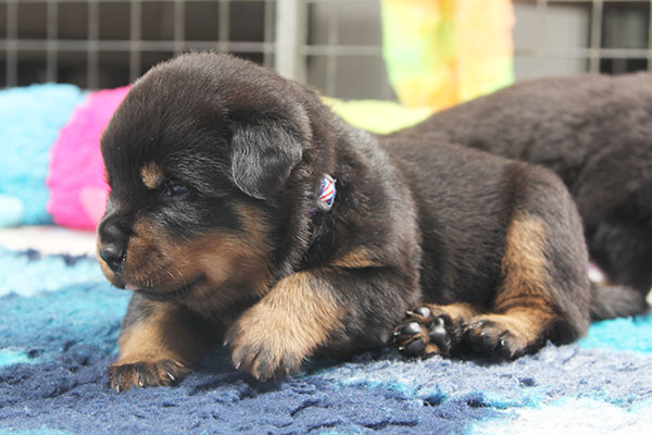 a2-nest week 3 pupfoto 3zh