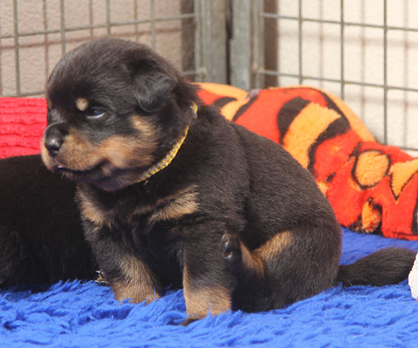 a2-nest week 3 pupfoto 3zi