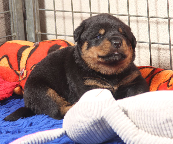 a2-nest week 3 pupfoto 3zj