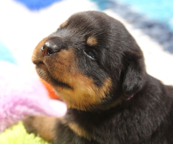 a2-nest week 3 pupfoto 3zk