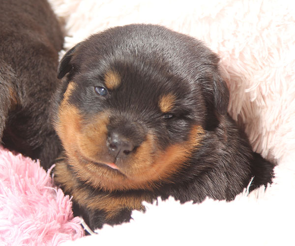 a2-nest week 3 pupfoto 3zl