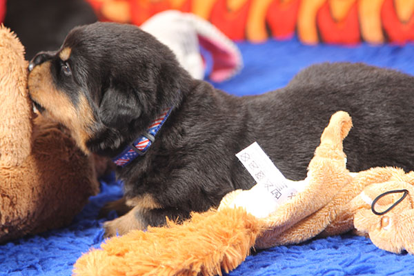 a2-nest week 3 pupfoto 3zm