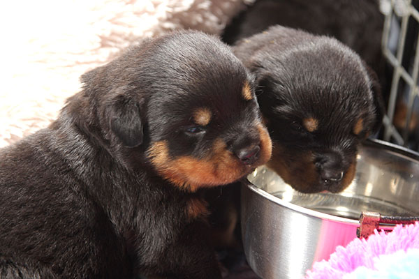 a2-nest week 3 pupfoto 3zn