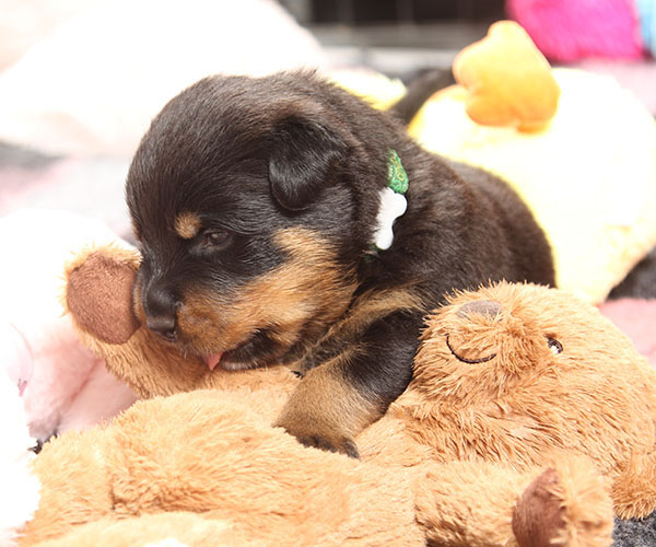 a2-nest week 4 pupfoto 4e