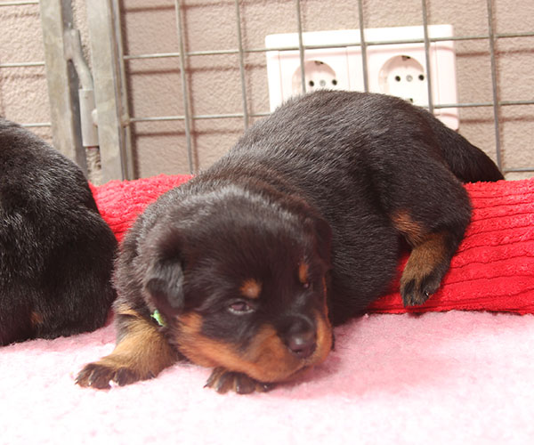 a2-nest week 4 pupfoto 4f