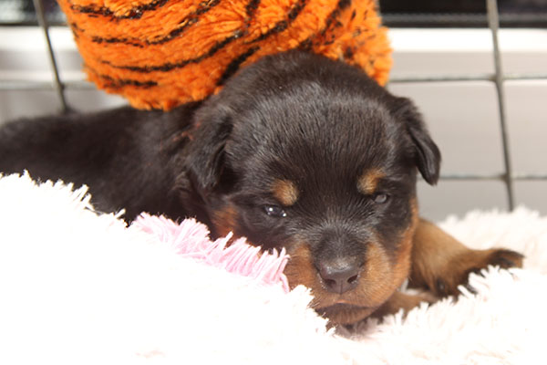 a2-nest week 4 pupfoto 4g