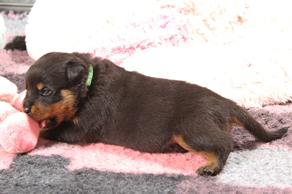 a2-nest week 4 pupfoto 4k