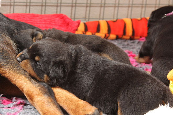 a2-nest week 4 pupfoto 4l