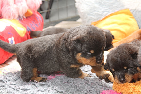 a2-nest week 4 pupfoto 4p