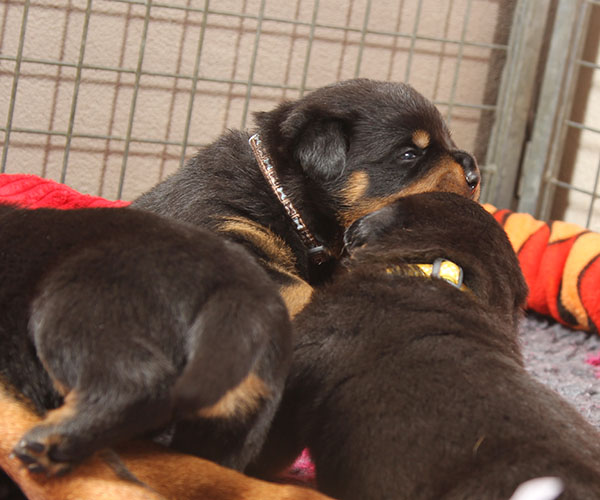 a2-nest week 4 pupfoto 4r