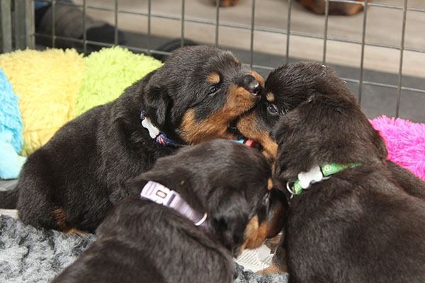 a2-nest week 4 pupfoto 4u