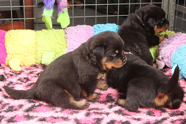 a2-nest week 4 pupfoto 4v