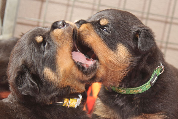 a2-nest week 4 pupfoto 4w