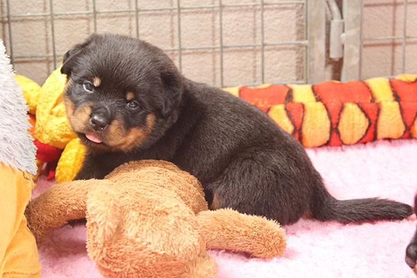 a2-nest week 4 pupfoto 4y