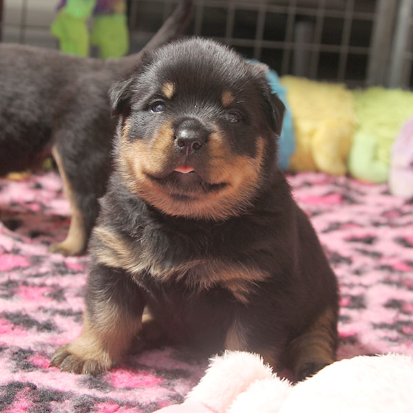 a2-nest week 4 pupfoto 4zb