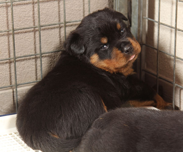 a2-nest week 4 pupfoto 4zd