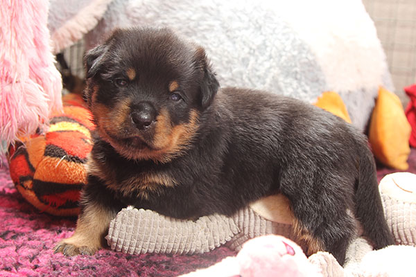 a2-nest week 4 pupfoto 4zf