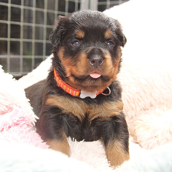 a2-nest week 4 pupfoto 4zh