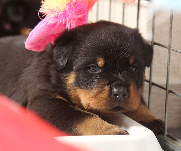 a2-nest week 4 pupfoto 4zi