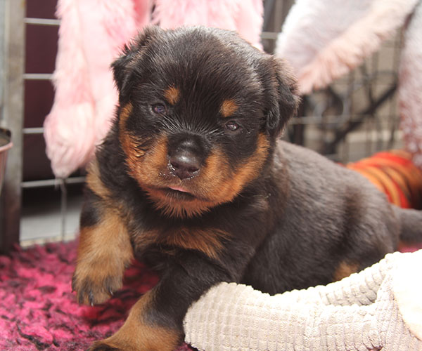 a2-nest week 4 pupfoto 4zj