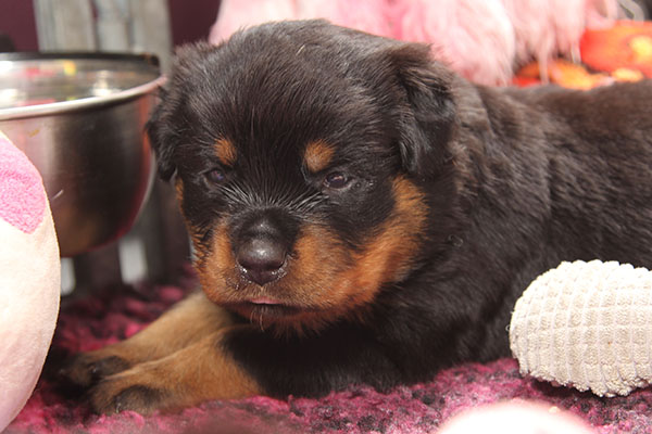 a2-nest week 4 pupfoto 4zk